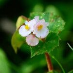 Begonia fischeri Кветка