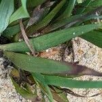 Sisyrinchium angustifolium Leaf