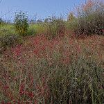 Rumex induratus ফুল