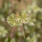 Dactyloctenium radulans Flor