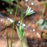 Moenchia erecta 整株植物