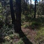 Quercus chrysolepis Kora