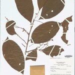 Podocalyx loranthoides Leaf
