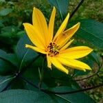 Helianthus tuberosus Flower