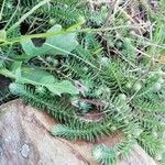 Petrosedum forsterianum Blad