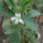 Capraria biflora Hábitos