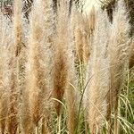 Cortaderia selloana Other