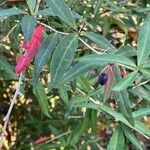 Berberis gagnepainii Blad