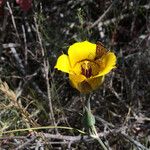 Calochortus clavatus Flower