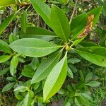Magnolia virginiana برگ