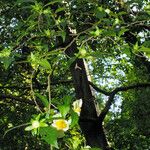 Stewartia monadelpha 花