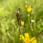 Tragopogon orientalis Vrucht