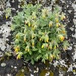 Onosma frutescens Агульны выгляд