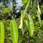 Odontadenia nitida Frunză