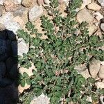 Euphorbia prostrata برگ