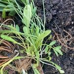 Coreopsis lanceolataFeuille