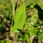 Pentanema squarrosum Leaf