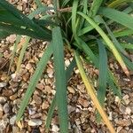 Hesperantha coccinea 葉