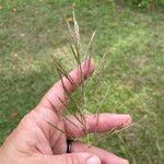 Bothriochloa bladhii പുഷ്പം