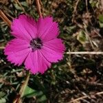 Dianthus pavonius Kwiat