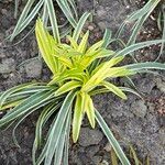 Pandanus pygmaeus Hoja