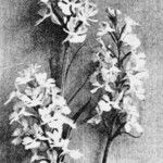 Platanthera psycodes Flower