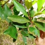 Eugenia brongniartiana 葉
