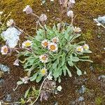 Erigeron uniflorus Агульны выгляд