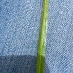 Genista sagittalis Leaf