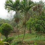 Areca catechu Habit