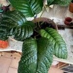 Dorstenia elata Агульны выгляд