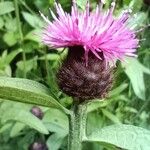 Centaurea nigraКвітка