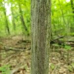 Carya glabra বাকল