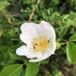 Rosa arvensis Kvet