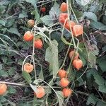 Physalis alkekengi Habit