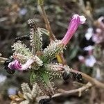 Plumbago europaea ᱮᱴᱟᱜ