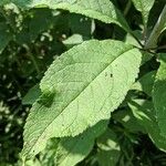 Eutrochium purpureum Leaf