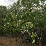 Ficus abutilifolia Агульны выгляд