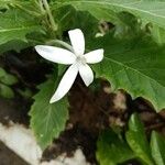 Hippobroma longiflora Λουλούδι