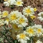 Argyranthemum frutescens Blodyn