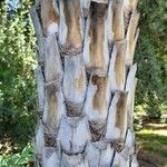 Copernicia alba Corteza