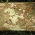Lecythis idatimon Bark