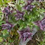 Bartsia alpina Blomst