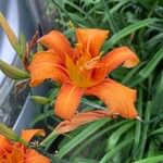 Hemerocallis fulvaBlomst