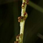 Botrychium simplex Bark