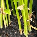 Zingiber mioga Bark