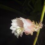 Weberocereus tunilla 花