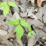 Toxicodendron radicans Листок