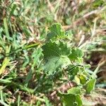 Abutilon grandiflorum 葉