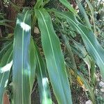 Cordyline mauritiana 叶